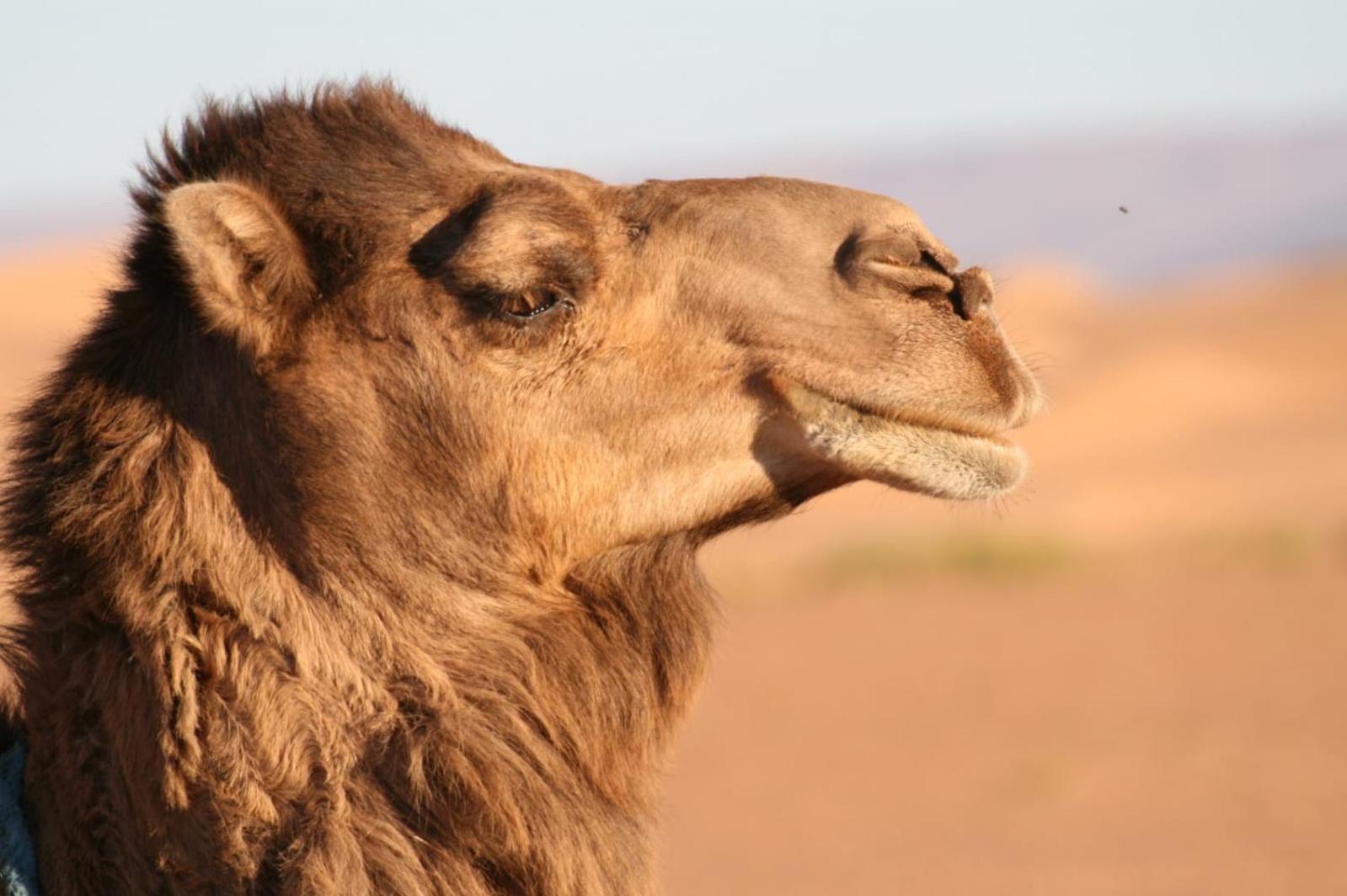 Tente de luxe Le Chant Du Sable M'Hamid El Ghizlane